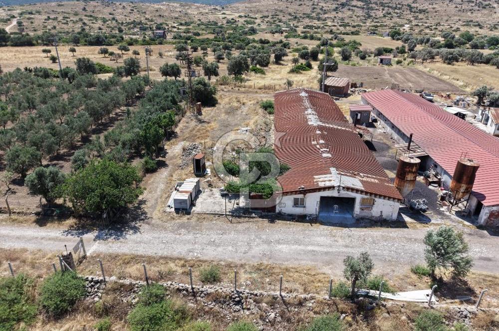 URLA ZEYTİNELİ'NDE RUHSATLI, ÜRETİME HAZIR, YÜKSEK POTANSİYELLİ TAVUK ÇİFTLİĞİ