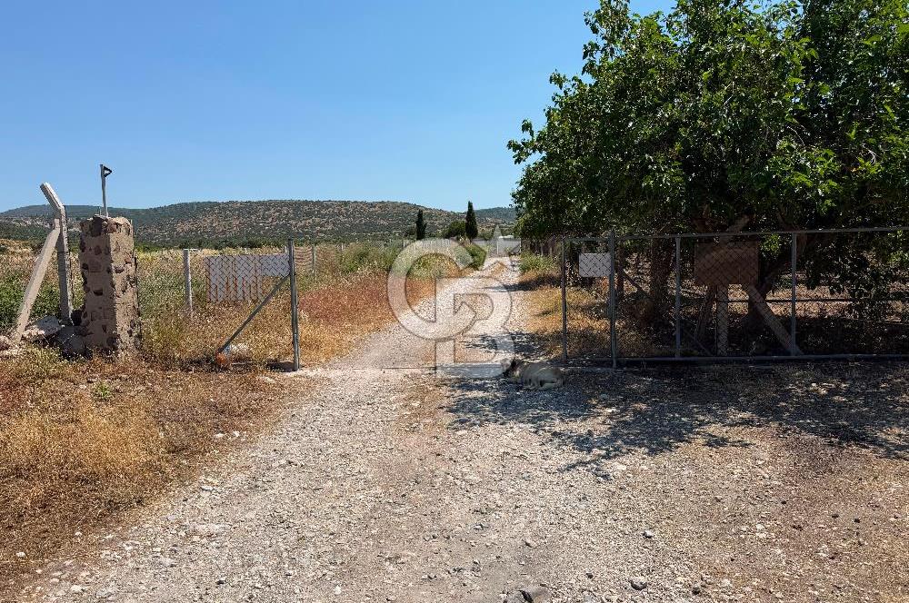 URLA ZEYTİNELİ'NDE RUHSATLI, ÜRETİME HAZIR, YÜKSEK POTANSİYELLİ TAVUK ÇİFTLİĞİ
