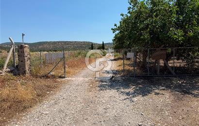 URLA ZEYTİNELİ'NDE RUHSATLI, ÜRETİME HAZIR, YÜKSEK POTANSİYELLİ TAVUK ÇİFTLİĞİ