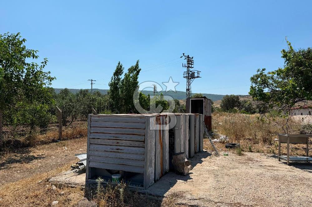 URLA ZEYTİNELİ'NDE RUHSATLI, ÜRETİME HAZIR, YÜKSEK POTANSİYELLİ TAVUK ÇİFTLİĞİ