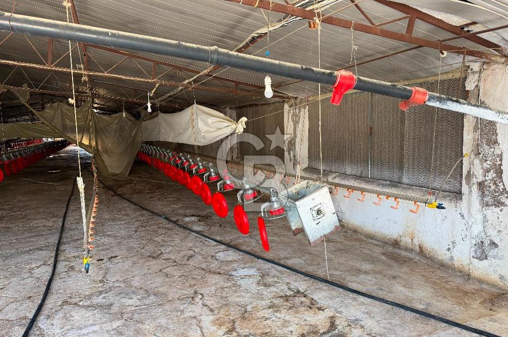 URLA ZEYTİNELİ'NDE RUHSATLI, ÜRETİME HAZIR, YÜKSEK POTANSİYELLİ TAVUK ÇİFTLİĞİ