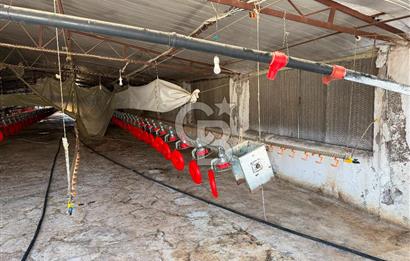 URLA ZEYTİNELİ'NDE RUHSATLI, ÜRETİME HAZIR, YÜKSEK POTANSİYELLİ TAVUK ÇİFTLİĞİ