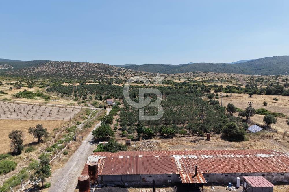 URLA ZEYTİNELİ'NDE RUHSATLI, ÜRETİME HAZIR, YÜKSEK POTANSİYELLİ TAVUK ÇİFTLİĞİ