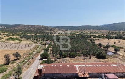 URLA ZEYTİNELİ'NDE RUHSATLI, ÜRETİME HAZIR, YÜKSEK POTANSİYELLİ TAVUK ÇİFTLİĞİ