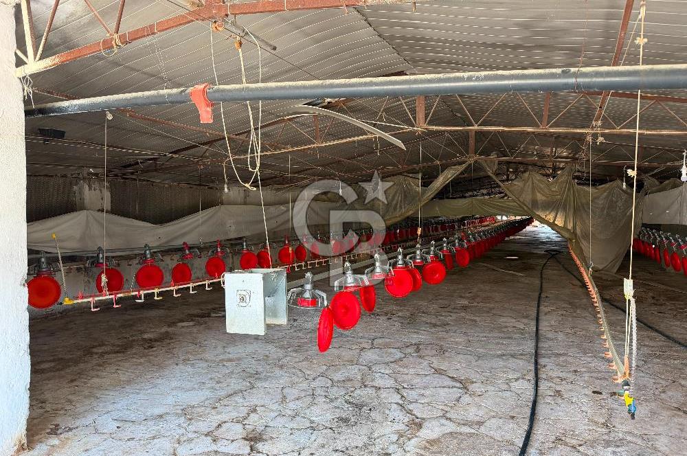 URLA ZEYTİNELİ'NDE RUHSATLI, ÜRETİME HAZIR, YÜKSEK POTANSİYELLİ TAVUK ÇİFTLİĞİ