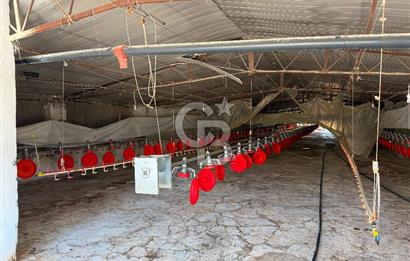 URLA ZEYTİNELİ'NDE RUHSATLI, ÜRETİME HAZIR, YÜKSEK POTANSİYELLİ TAVUK ÇİFTLİĞİ