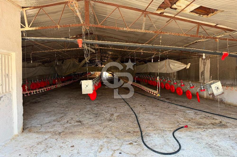 URLA ZEYTİNELİ'NDE RUHSATLI, ÜRETİME HAZIR, YÜKSEK POTANSİYELLİ TAVUK ÇİFTLİĞİ