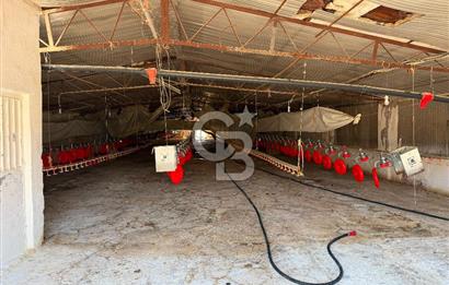 URLA ZEYTİNELİ'NDE RUHSATLI, ÜRETİME HAZIR, YÜKSEK POTANSİYELLİ TAVUK ÇİFTLİĞİ