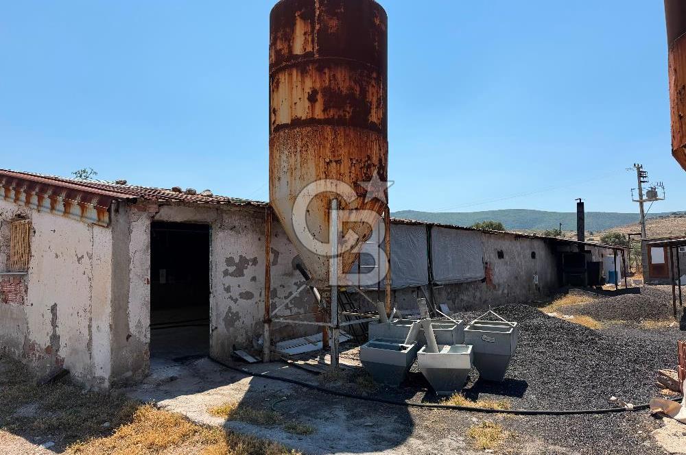 URLA ZEYTİNELİ'NDE RUHSATLI, ÜRETİME HAZIR, YÜKSEK POTANSİYELLİ TAVUK ÇİFTLİĞİ