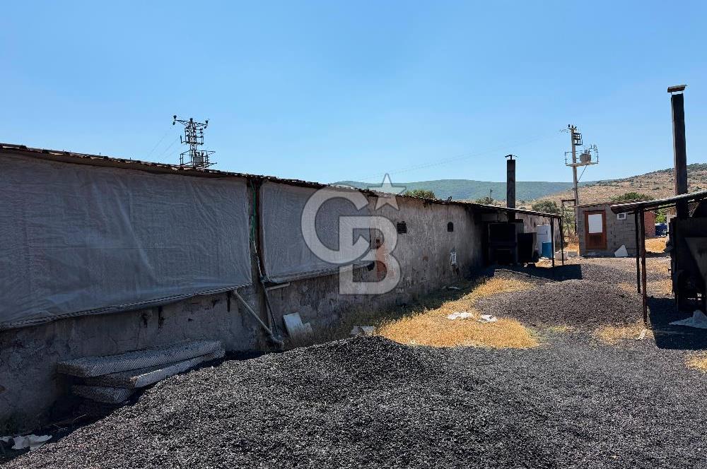 URLA ZEYTİNELİ'NDE RUHSATLI, ÜRETİME HAZIR, YÜKSEK POTANSİYELLİ TAVUK ÇİFTLİĞİ