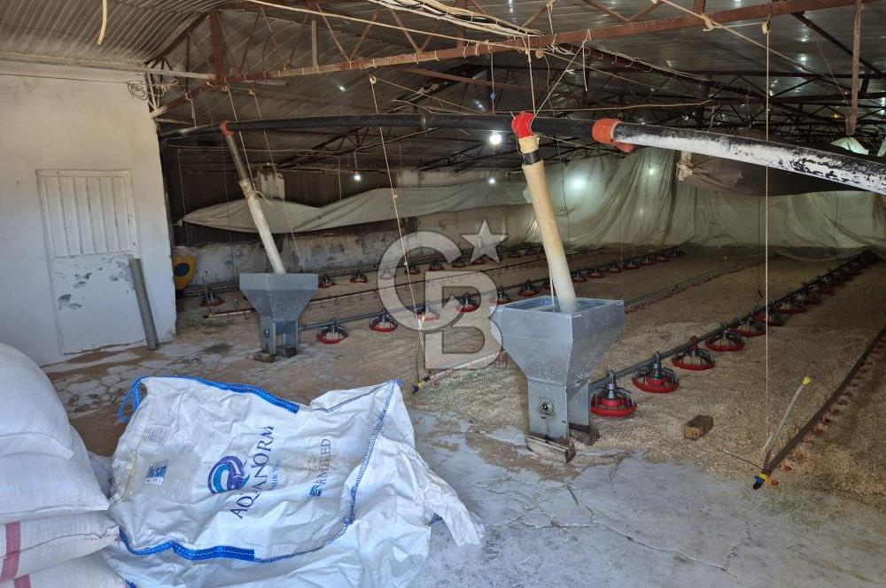 URLA ZEYTİNELİ'NDE RUHSATLI, ÜRETİME HAZIR, YÜKSEK POTANSİYELLİ TAVUK ÇİFTLİĞİ