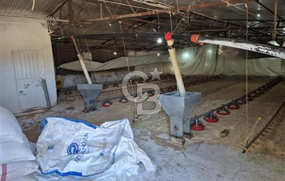 URLA ZEYTİNELİ'NDE RUHSATLI, ÜRETİME HAZIR, YÜKSEK POTANSİYELLİ TAVUK ÇİFTLİĞİ