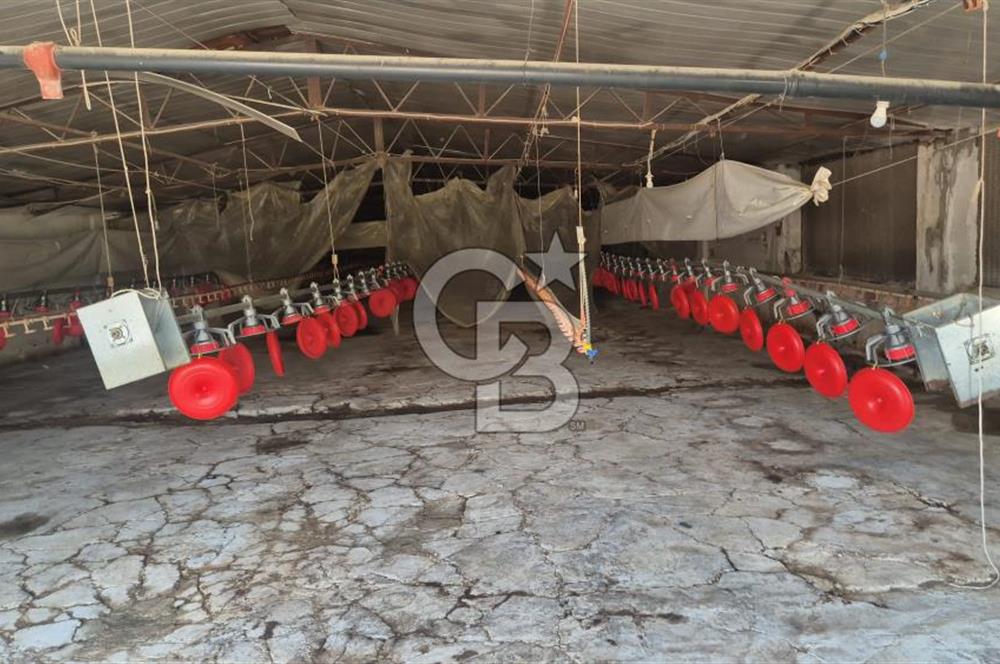 URLA ZEYTİNELİ'NDE RUHSATLI, ÜRETİME HAZIR, YÜKSEK POTANSİYELLİ TAVUK ÇİFTLİĞİ