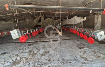 URLA ZEYTİNELİ'NDE RUHSATLI, ÜRETİME HAZIR, YÜKSEK POTANSİYELLİ TAVUK ÇİFTLİĞİ