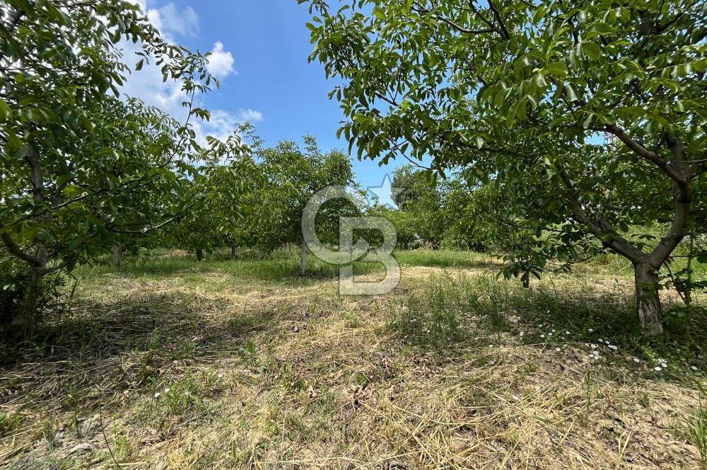 BEYŞEHİR'DE YÜKSEK TİCARİ POTANSİYELE SAHİP 3610m² CEVİZLİK