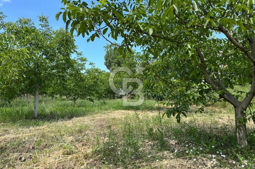 BEYŞEHİR'DE YÜKSEK TİCARİ POTANSİYELE SAHİP 3610m² CEVİZLİK
