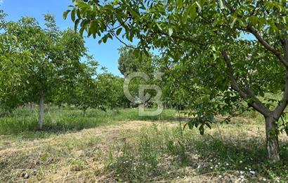 BEYŞEHİR'DE YÜKSEK TİCARİ POTANSİYELE SAHİP 3610m² CEVİZLİK