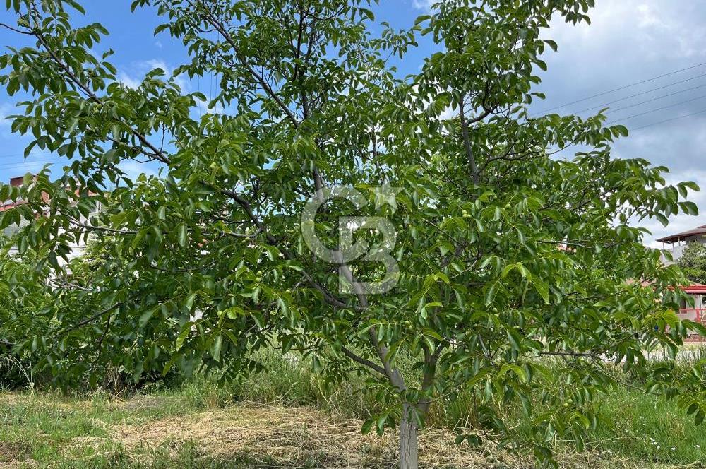 BEYŞEHİR'DE YÜKSEK TİCARİ POTANSİYELE SAHİP 3610m² CEVİZLİK