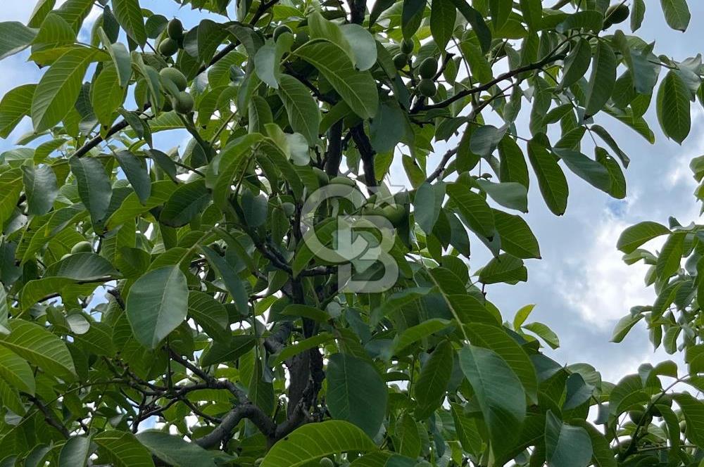 BEYŞEHİR'DE YÜKSEK TİCARİ POTANSİYELE SAHİP 3610m² CEVİZLİK
