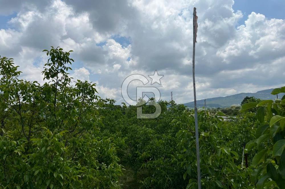 BEYŞEHİR'DE YÜKSEK TİCARİ POTANSİYELE SAHİP 3610m² CEVİZLİK