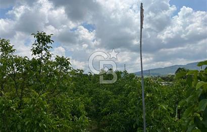 BEYŞEHİR'DE YÜKSEK TİCARİ POTANSİYELE SAHİP 3610m² CEVİZLİK