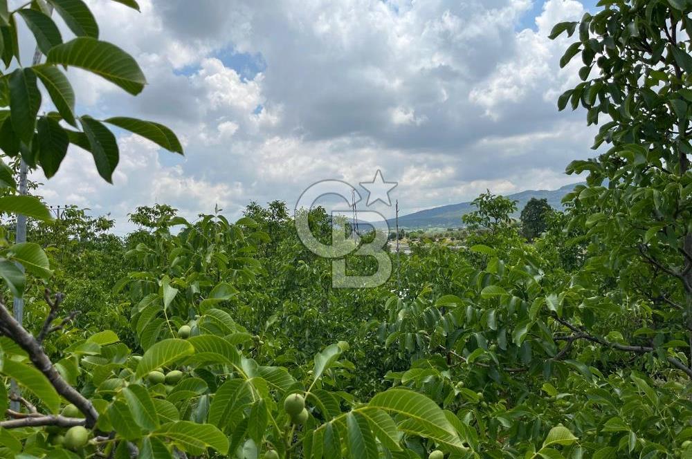 BEYŞEHİR'DE YÜKSEK TİCARİ POTANSİYELE SAHİP 3610m² CEVİZLİK