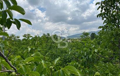 BEYŞEHİR'DE YÜKSEK TİCARİ POTANSİYELE SAHİP 3610m² CEVİZLİK