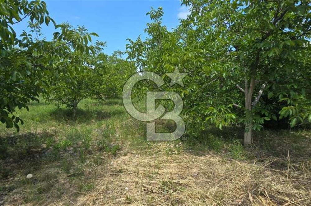 BEYŞEHİR'DE YÜKSEK TİCARİ POTANSİYELE SAHİP 3610m² CEVİZLİK