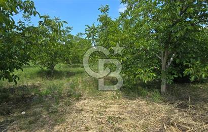 BEYŞEHİR'DE YÜKSEK TİCARİ POTANSİYELE SAHİP 3610m² CEVİZLİK