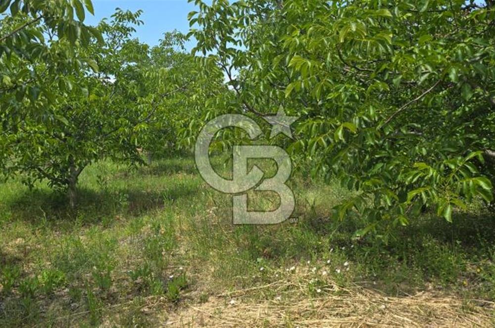 BEYŞEHİR'DE YÜKSEK TİCARİ POTANSİYELE SAHİP 3610m² CEVİZLİK