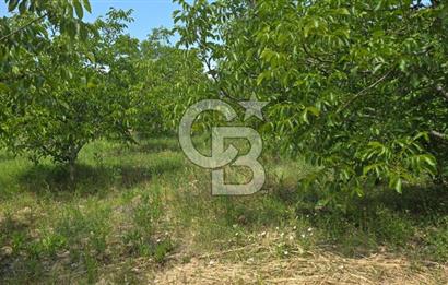 BEYŞEHİR'DE YÜKSEK TİCARİ POTANSİYELE SAHİP 3610m² CEVİZLİK