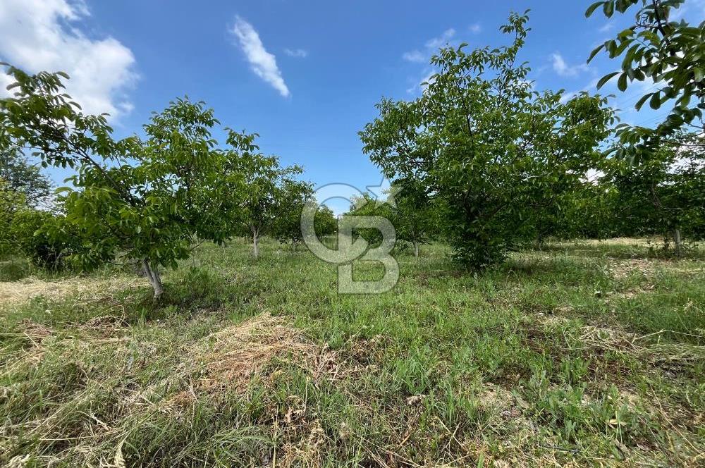 BEYŞEHİR'DE YÜKSEK TİCARİ POTANSİYELE SAHİP 3610m² CEVİZLİK