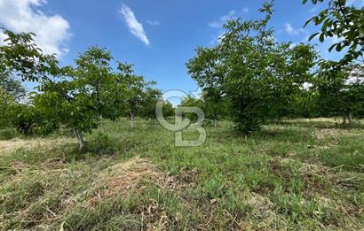 BEYŞEHİR'DE YÜKSEK TİCARİ POTANSİYELE SAHİP 3610m² CEVİZLİK