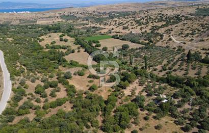 KALABAKTA TEK TAPU 2122m2 SATILIK ZEYTİNLİK