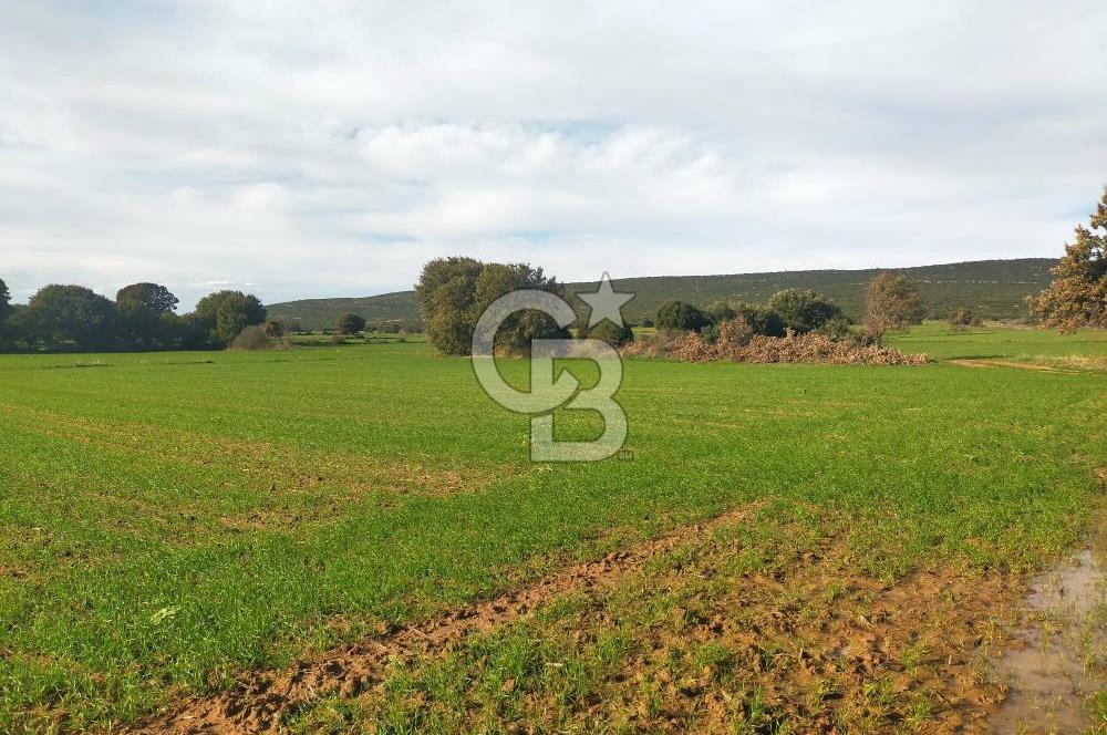ECEABAT KÜÇÜKANAFARTA'DA KADASTRAL YOLA CEPHELİ SATILIK TARLA