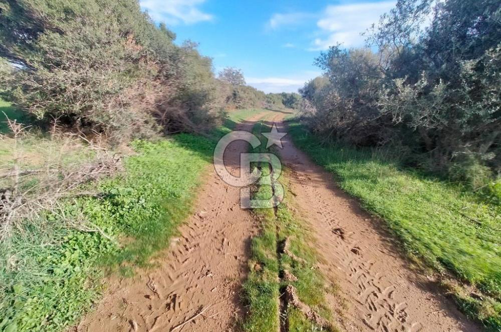 ECEABAT KÜÇÜKANAFARTA'DA KADASTRAL YOLA CEPHELİ SATILIK TARLA