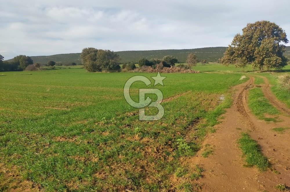 ECEABAT KÜÇÜKANAFARTA'DA KADASTRAL YOLA CEPHELİ SATILIK TARLA
