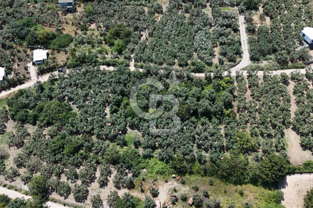 MUDANYA ÇEVRE YOLU PROJESİNE 1 KM MESAFEDE DENİZ MANZARALI YATIRIMLIK