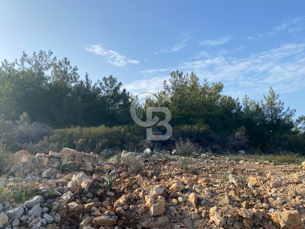 Germiyan'da 7499 M2 Satılık Zeytinli Tarla