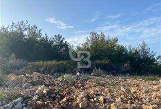 Germiyan'da 7499 M2 Satılık Zeytinli Tarla - 1 - 355008