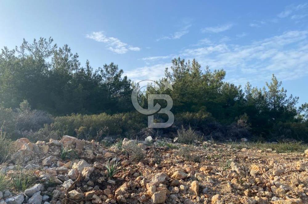 Germiyan'da 7499 M2 Satılık Zeytinli Tarla