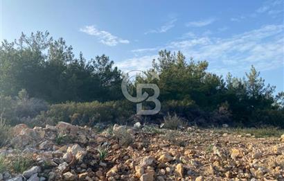 Germiyan'da 7499 M2 Satılık Zeytinli Tarla