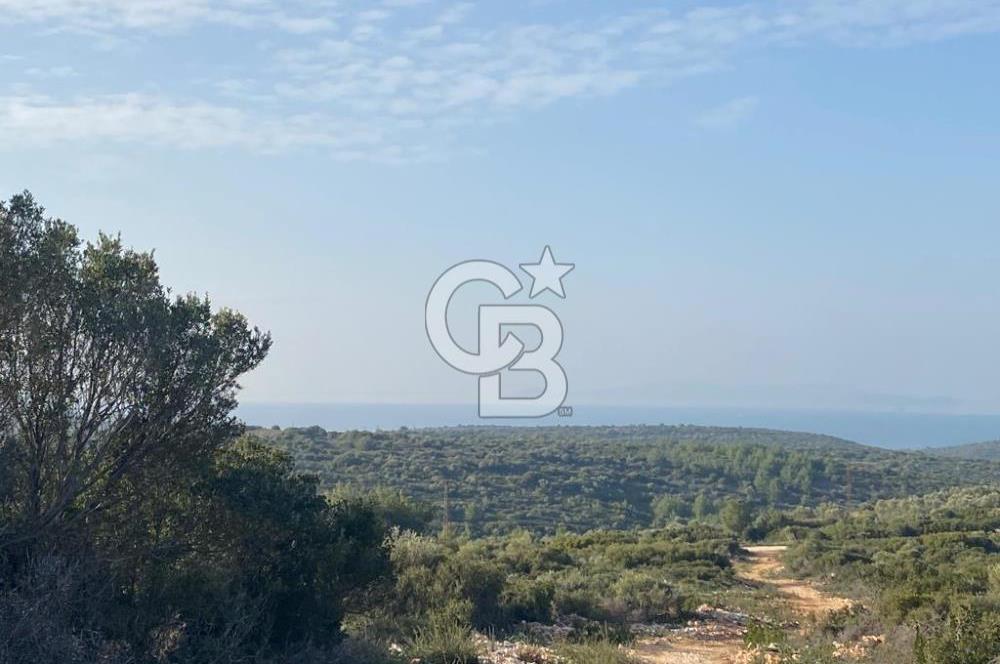 Germiyan'da 7499 M2 Satılık Zeytinli Tarla