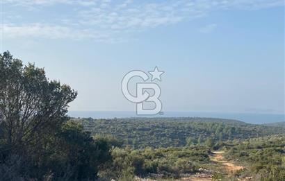 Germiyan'da 7499 M2 Satılık Zeytinli Tarla