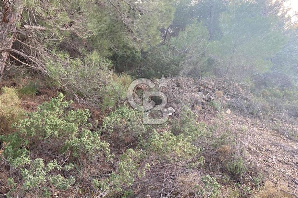Germiyan'da 7499 M2 Satılık Zeytinli Tarla