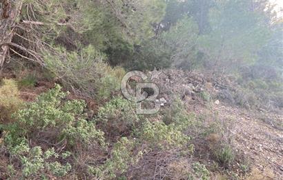 Germiyan'da 7499 M2 Satılık Zeytinli Tarla