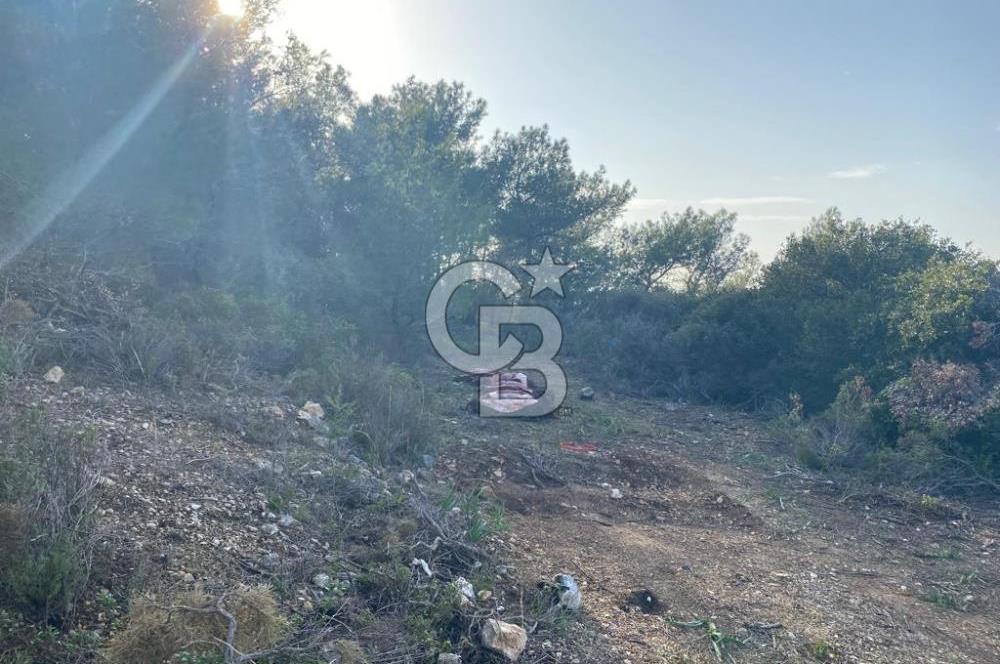 Germiyan'da 7499 M2 Satılık Zeytinli Tarla
