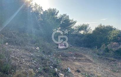 Germiyan'da 7499 M2 Satılık Zeytinli Tarla