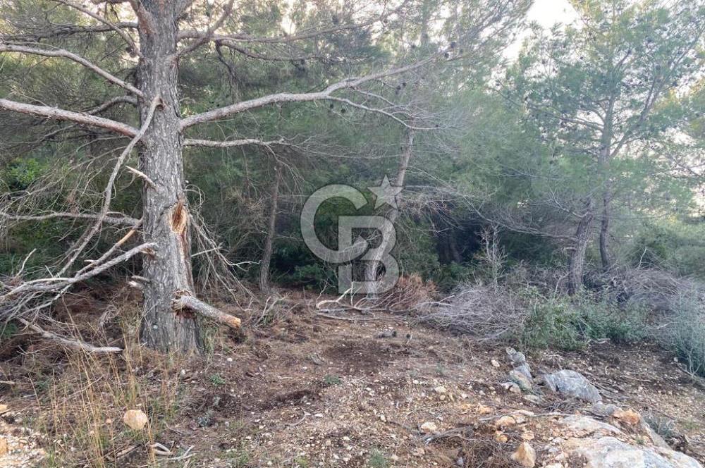 Germiyan'da 7499 M2 Satılık Zeytinli Tarla