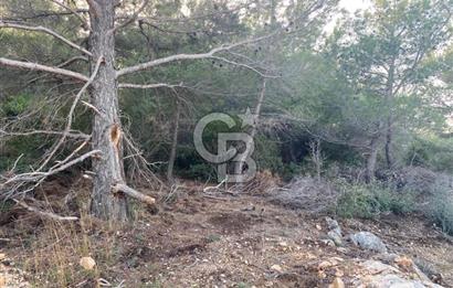 Germiyan'da 7499 M2 Satılık Zeytinli Tarla